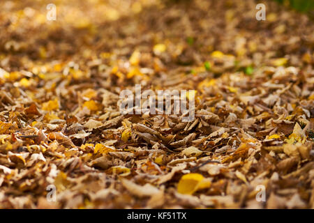 Autunno umore foglie gialle sul terreno Foto Stock