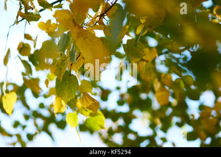 In autunno i motivi di colore giallo e rosso lascia appeso a un albero, close up Foto Stock