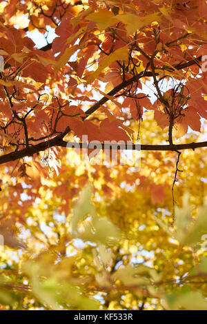 In autunno i motivi di colore giallo e rosso lascia appeso a un albero, close up Foto Stock