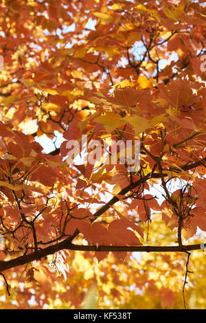 In autunno i motivi di colore giallo e rosso lascia appeso a un albero, close up Foto Stock