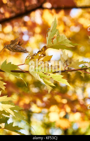 In autunno i motivi di colore giallo e rosso lascia appeso a un albero, close up Foto Stock