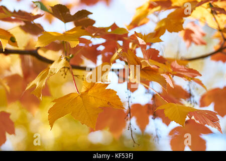 In autunno i motivi di colore giallo e rosso lascia appeso a un albero, close up Foto Stock