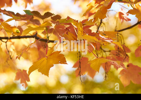 In autunno i motivi di colore giallo e rosso lascia appeso a un albero, close up Foto Stock