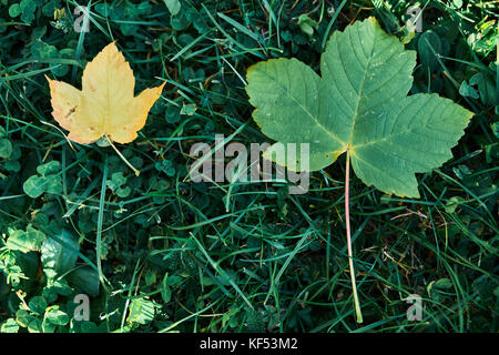 Motivi di autunno due foglie sul banco di giallo che descrivono cerchio di vita Foto Stock