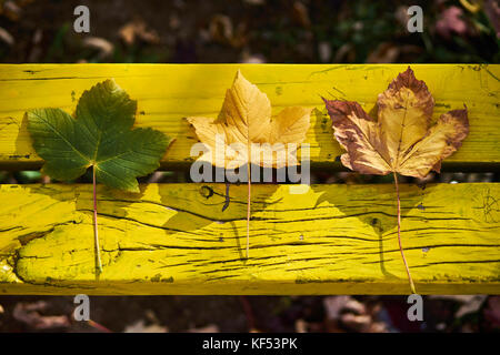 Motivi di autunno tre foglie sul banco di giallo che descrivono cerchio di vita Foto Stock