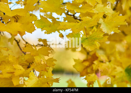 In autunno i motivi di colore giallo e rosso lascia appeso a un albero, close up Foto Stock