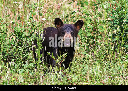 Un piccolo Black Bear Cub effettua chiamate per la sua madre. Foto Stock