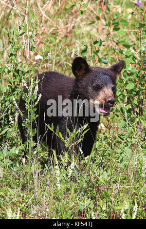 Un piccolo Black Bear Cub effettua chiamate per la sua madre. Foto Stock