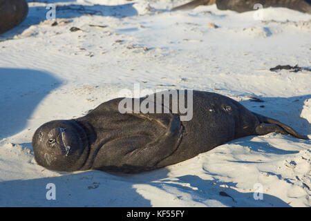 Nata recentemente Elefante marino del sud pup (mirounga leonina) su di una spiaggia di sabbia sulla Sea Lion Island nelle isole Falkland. Foto Stock