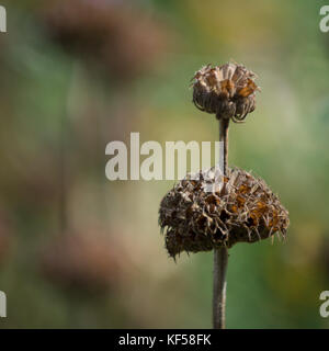 Leonotis leonurus conosciuta anche come leone la coda e Wild Dagga in autunno a Kew Royal Botanic Gardens, London, Regno Unito Foto Stock