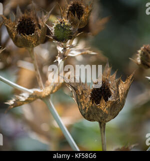 Eryngium giganteum con il nome comune di Miss Willmott del fantasma in Kew Royal Botanic Gardens a Londra, Regno Unito Foto Stock