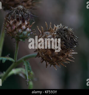 Cynara cardunculus (carciofi) noto anche come il cardo o artichoke thistle di Kew Royal Botanic Gardens a Londra, Regno Unito Foto Stock