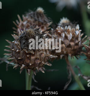 Cynara cardunculus (carciofi) noto anche come il cardo o artichoke thistle di Kew Royal Botanic Gardens a Londra, Regno Unito Foto Stock