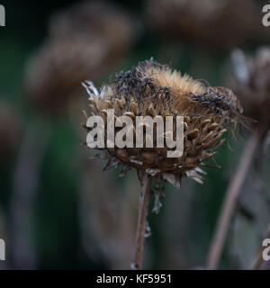 Cynara cardunculus (carciofi) noto anche come il cardo o artichoke thistle di Kew Royal Botanic Gardens a Londra, Regno Unito Foto Stock