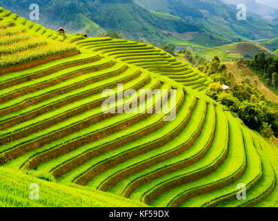 A schiera campo di riso nelle montagne di mu cang chai, yen bai provincia, nel Vietnam del nord Foto Stock