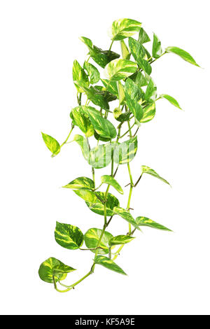 Golden pothos denaro impianto isolato su sfondo bianco Foto Stock