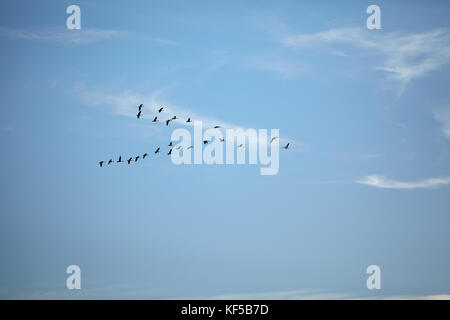 Sagome di migrazione di anatre in volo in formazione v contro sky Foto Stock