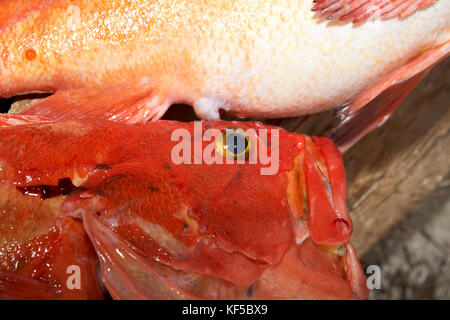 Vista ravvicinata di appena catturati red snapper giacente su legno Foto Stock