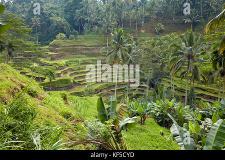 Riso Tegalalang terrazza. Villaggio Tegalalang, Bali, Indonesia. Foto Stock