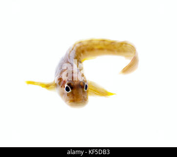 Serpentine di pesce su uno sfondo bianco. molto attraente di animale in diverse pose Foto Stock