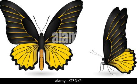 Set di farfalle variopinte. vista anteriore e laterale Illustrazione Vettoriale