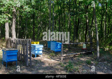 Vista in direzione di apiario con alveare e il canale di irrigazione nel campo in foresta, zavet town, Bulgaria Foto Stock