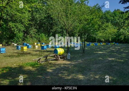 Vista in direzione di apiario con bee hive nel campo in foresta, zavet town, Bulgaria Foto Stock