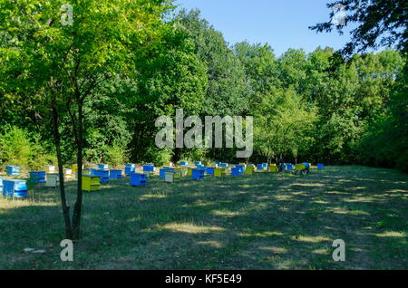 Vista in direzione di apiario con bee hive nel campo in foresta, zavet town, Bulgaria Foto Stock