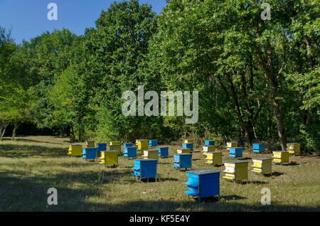 Vista in direzione di apiario con bee hive nel campo in foresta, zavet town, Bulgaria Foto Stock