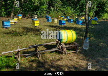 Vista in direzione di apiario con bee hive nel campo in foresta, zavet town, Bulgaria Foto Stock