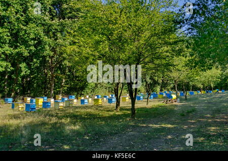 Vista in direzione di apiario con bee hive nel campo in foresta, zavet town, Bulgaria Foto Stock