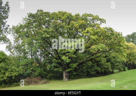 Una grande quercia che cresce in Michigan in inizio di caduta. una quercia è un albero o arbusto in genere quercus della famiglia di faggio, fagaceae. Foto Stock