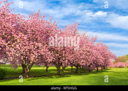 Cherry Tree blossom esplosione su una soleggiata mattina di aprile, nel parco di hurd, dover, new jersey. Foto Stock