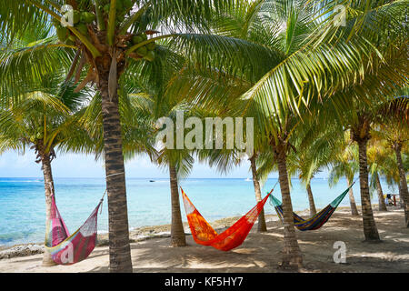 Isola di Cozumel beach Palm tree amache in riviera maya del Messico Foto Stock