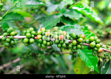 Una piantagione di caffè nella regione di Kilimanjaro in Tanzania. Foto Stock