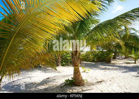 Mahahual spiaggia caraibica in costa maya maya messico Foto Stock