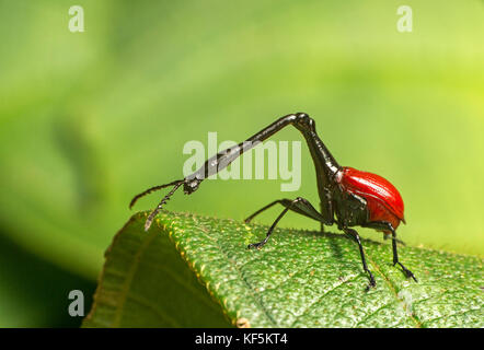 Curculione giraffa (trachelophorus giraffa), maschio seduta sulla foglia, andasibe parco nazionale del Madagascar Foto Stock