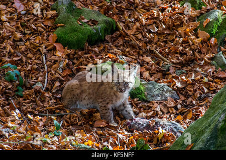 Due mesi lince euroasiatica (Lynx lynx) gattino con coniglio morto in preda in autunno foresta vicino den Foto Stock