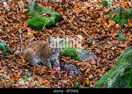 Due mesi lince euroasiatica (Lynx lynx) alimentazione gattino sul coniglio morto in preda in autunno foresta vicino den Foto Stock