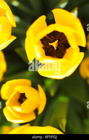 Di colore giallo brillante aperto i tulipani di vista superiore Foto Stock