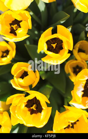 Di colore giallo brillante aperto i tulipani di vista superiore Foto Stock