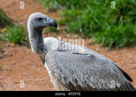 African white-backed vulture (gyps africanus) close up ritratto Foto Stock