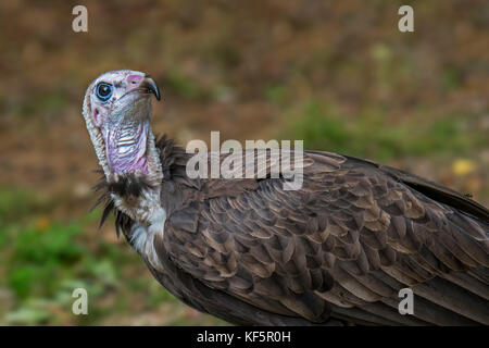 Hooded vulture (necrosyrtes monachus) close up ritratto, nativo per l'africa Foto Stock