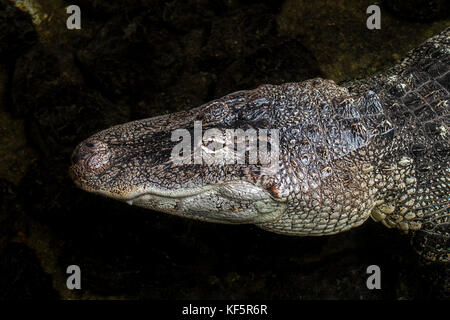 Il coccodrillo americano / gator / comune (alligator alligator mississippiensis) fino in prossimità della testa Foto Stock