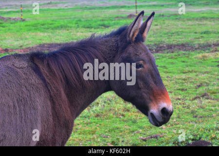 Un primo piano di un asino da un profilo laterale. Foto Stock