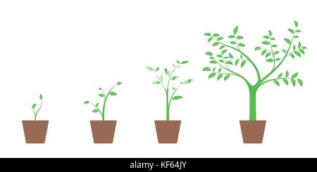 Set realistico di illustrazioni vettoriali delle fasi di crescita della pianta verde e albero in vaso, isolati su sfondo bianco Illustrazione Vettoriale