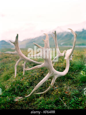 Stati Uniti d'America, Alaska, Caribou Coffee Company palchi i laici nella tundra nel Parco Nazionale di Denali Foto Stock