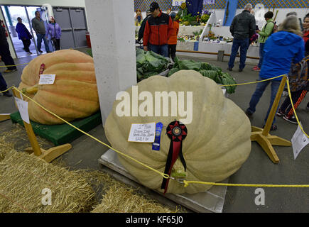 Alaska state Fair, cibo, Prodotti, verdure, Palmer, Alaska, Stati Uniti, agricoltura, verdura gigante, verdura enorme, verdura grande, cavolo, zucca Foto Stock