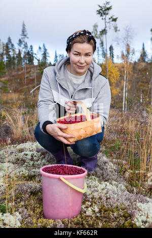 Donna seduta in autunno foresta con un cestello e un secchio pieno di ripe lingonberries Foto Stock