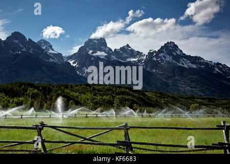 Wy02480-00...wyoming - irrigazione un pascolo cavalli situato lungo la Teton Park road con la gamma teton dietro nel parco nazionale di Grand Teton. Foto Stock